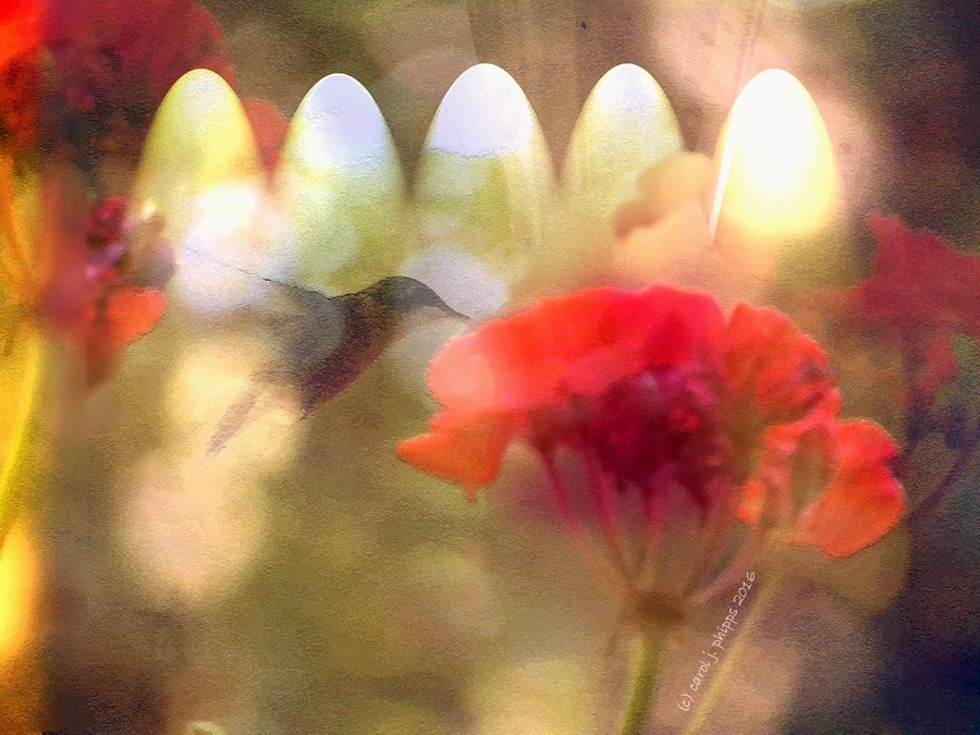 Hummingbird Montage