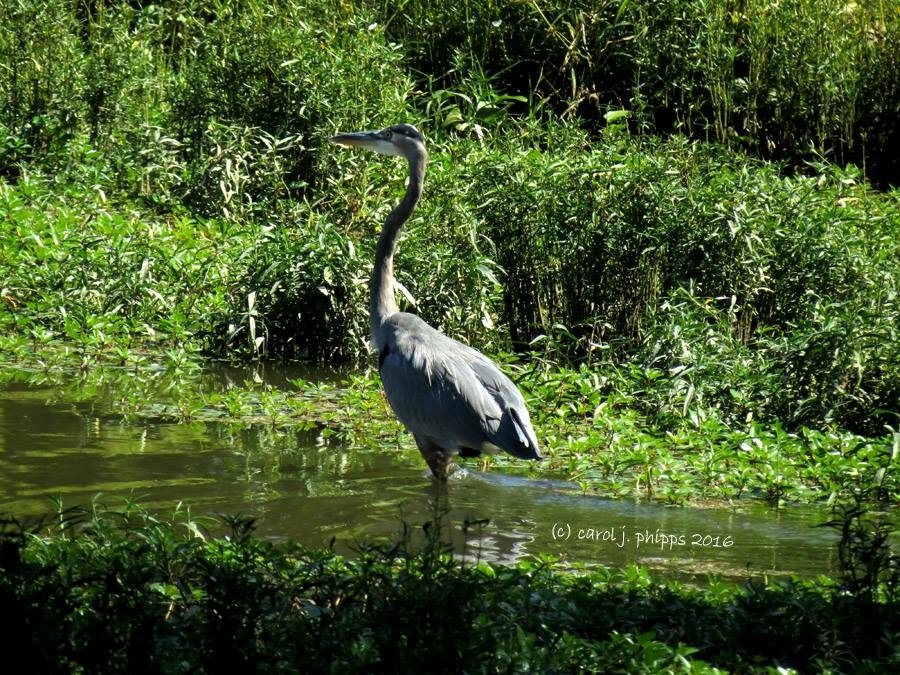 Blue Heron