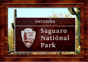 2014-07-06 Saguaro National Park Arizona
