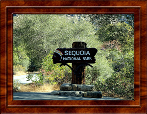 2014-07-11 Sequoia National Park California