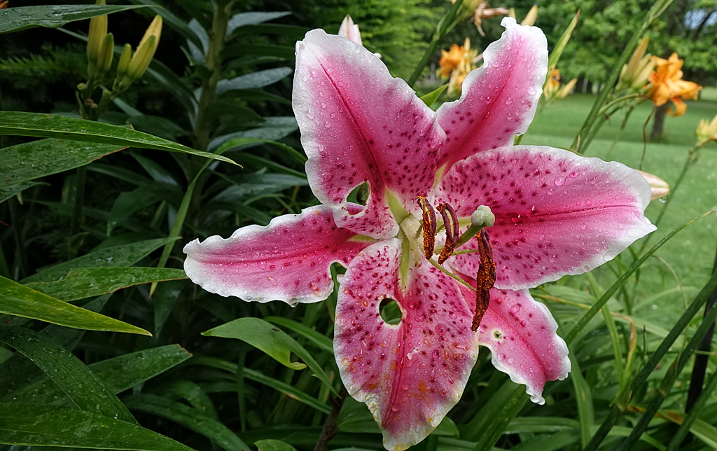 Asian Lily