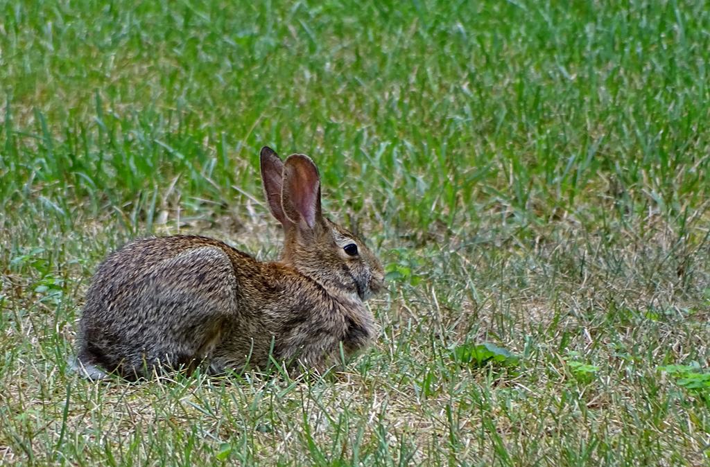 Cottentail Rabbit NY