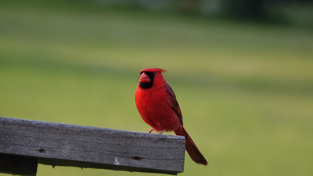 Cardinal (Male)