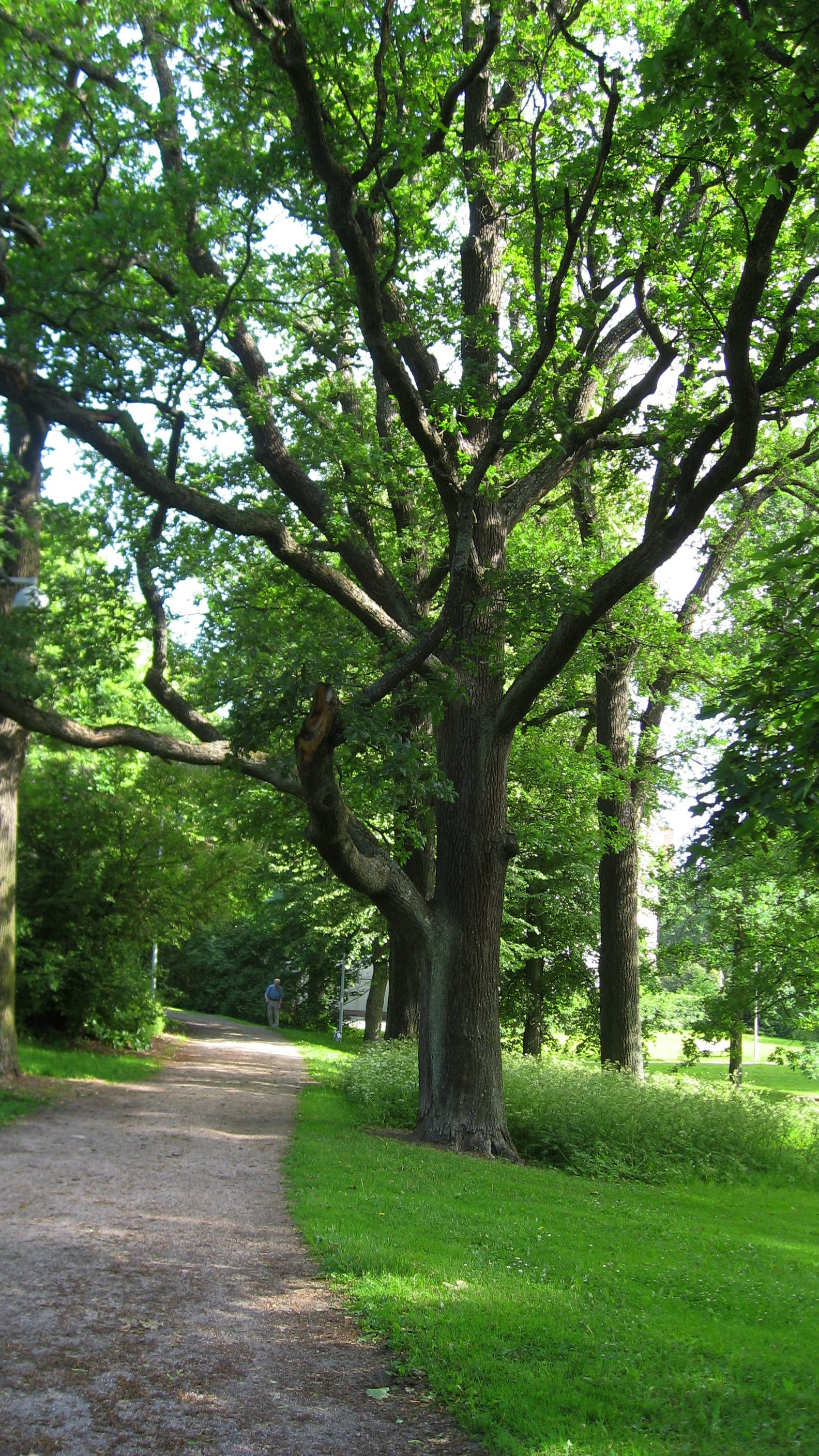 Oak Trees