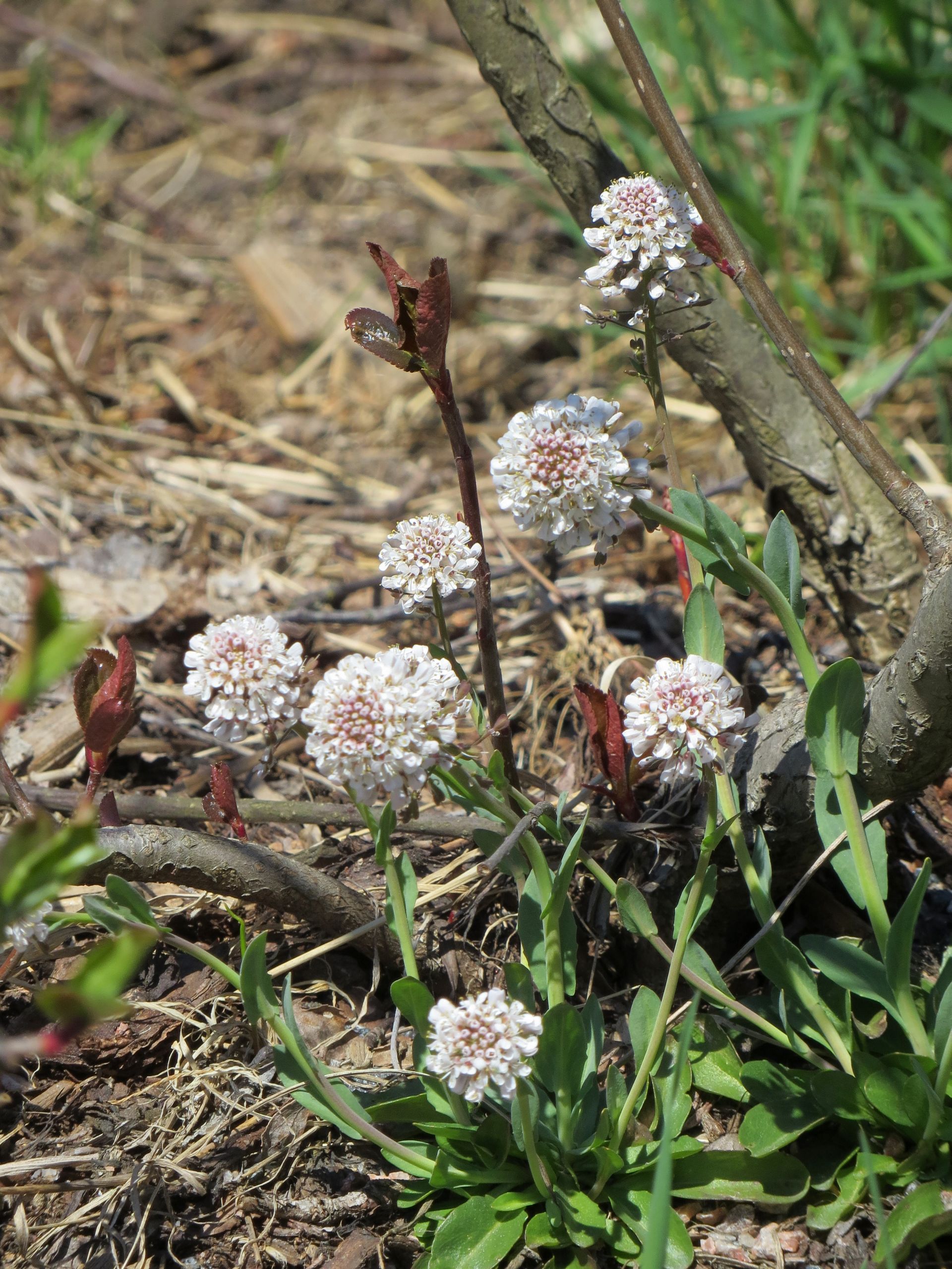 Spring Buds And Grass