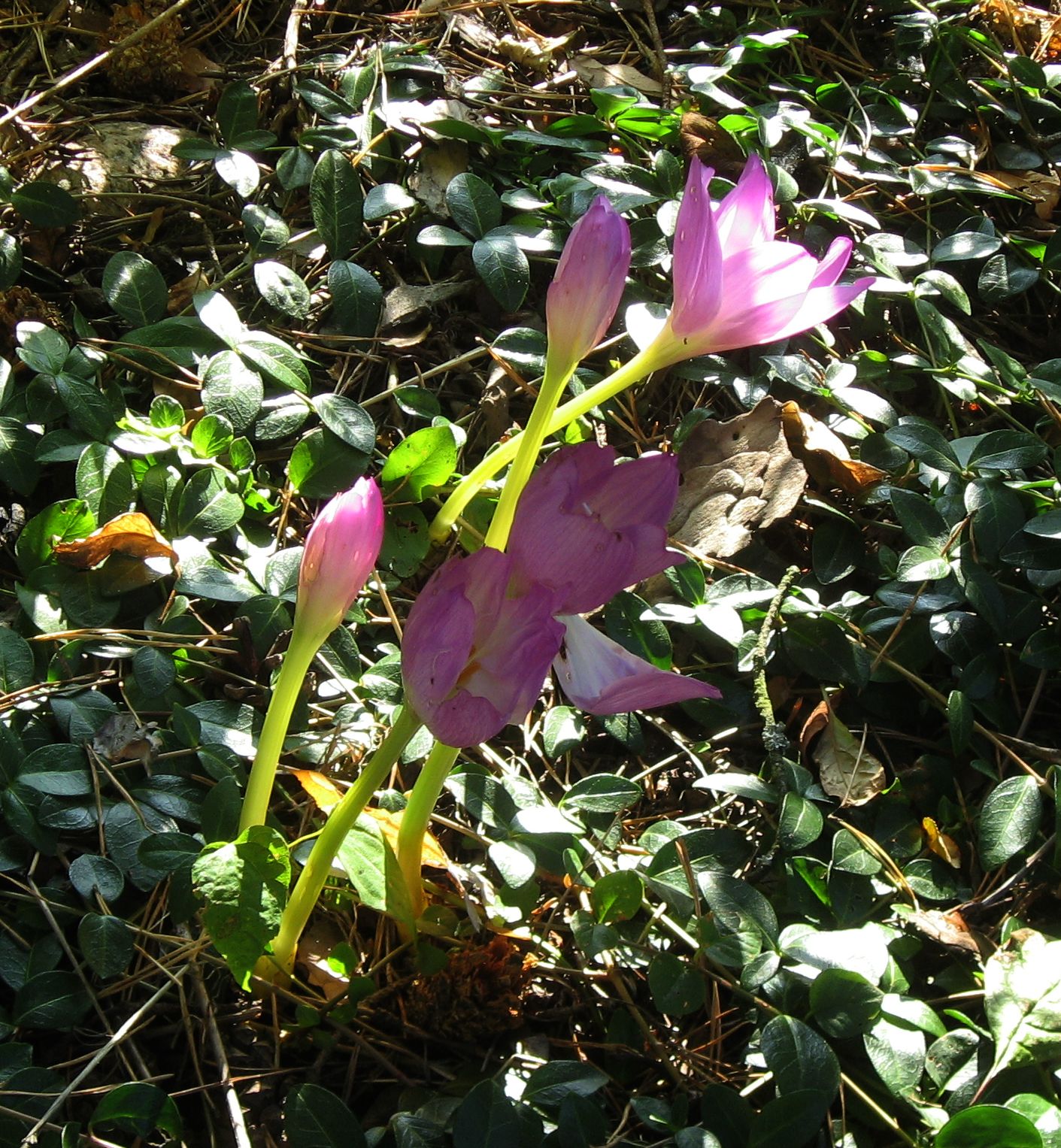 Colchicum autumnale - autumn crocus, meadow saffron, naked lady