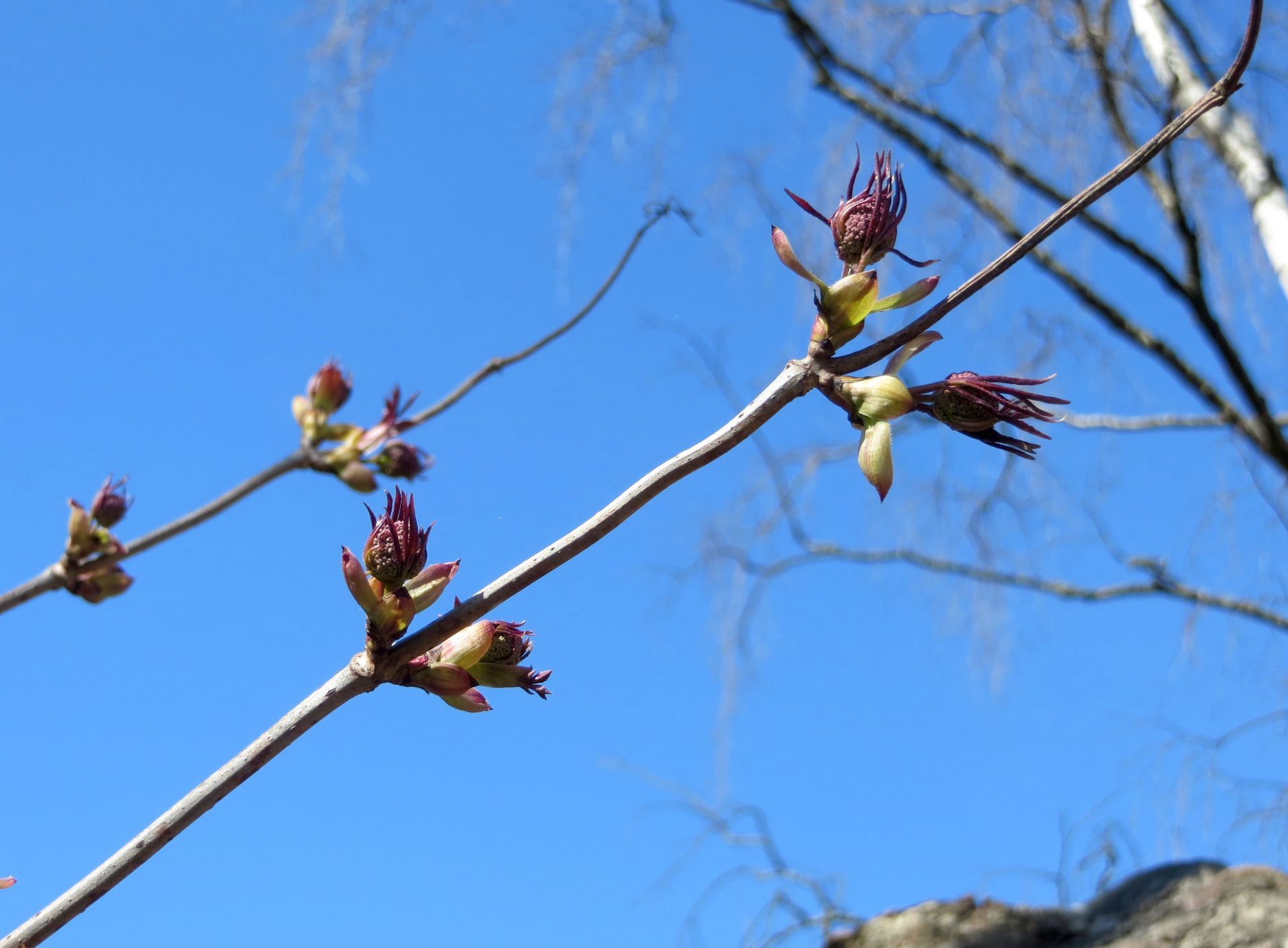 Flying Buds