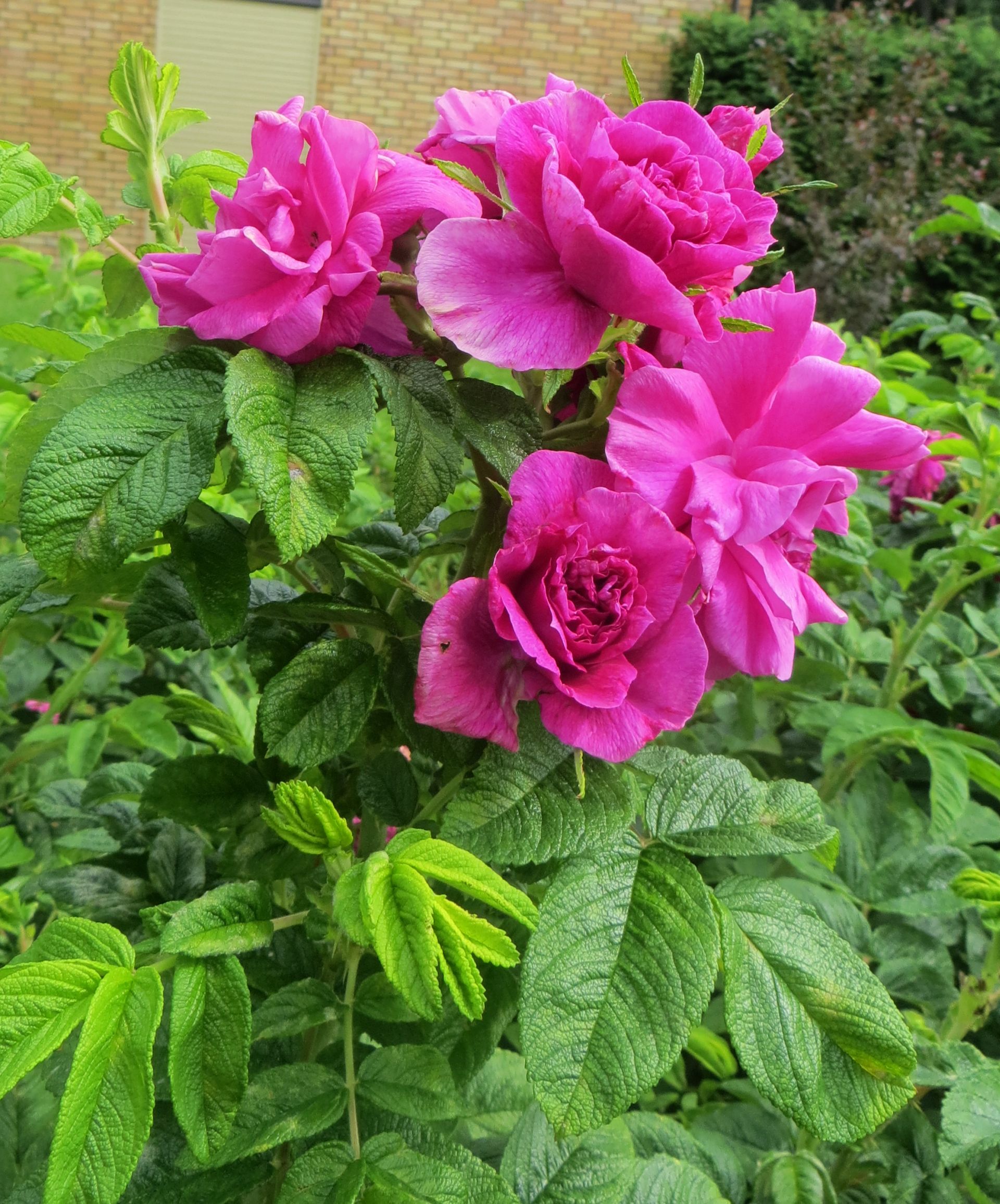 Rosa rugosa; rose magazine; Japanese rose; Kartoffel Rose
