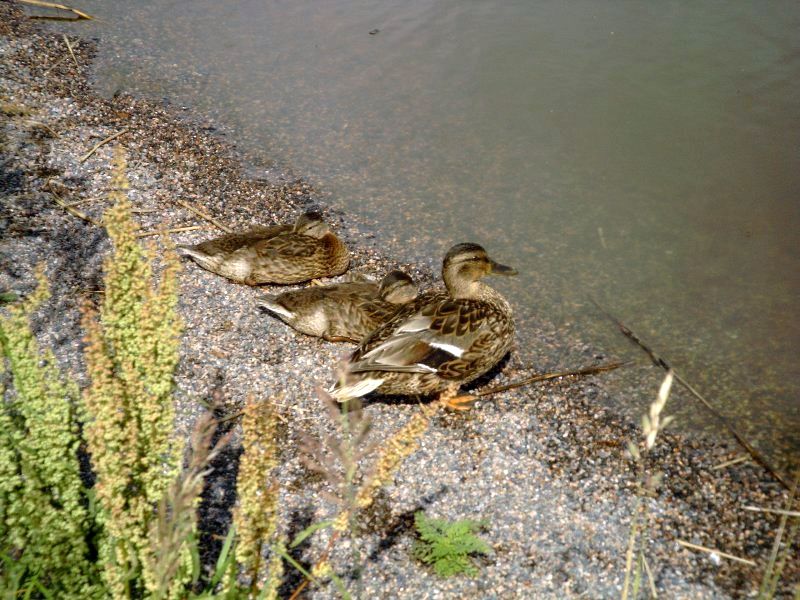 More ducks