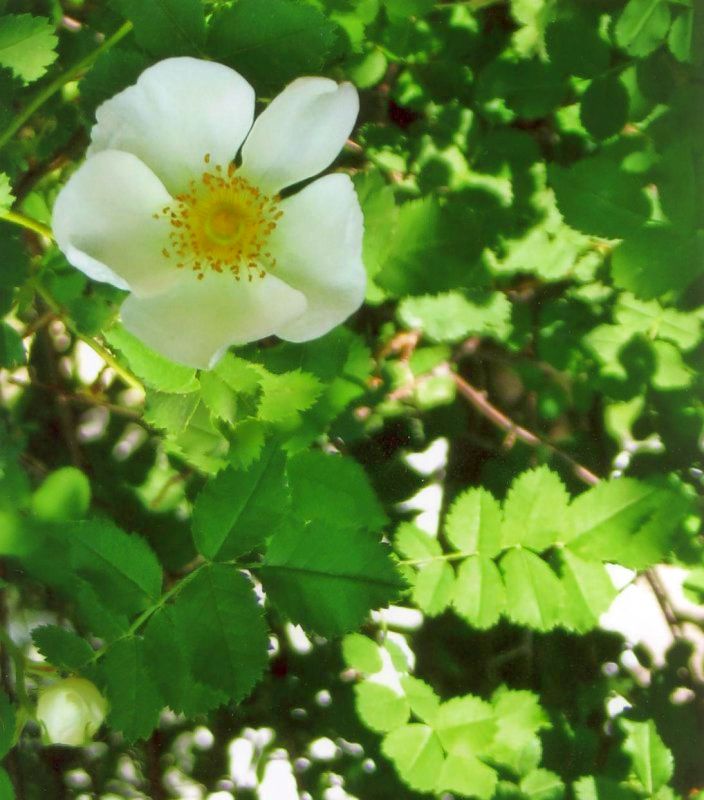 White Rose