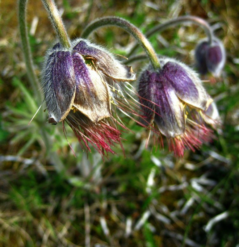 Pulsatilla vulgaris        Common Pasque Flower