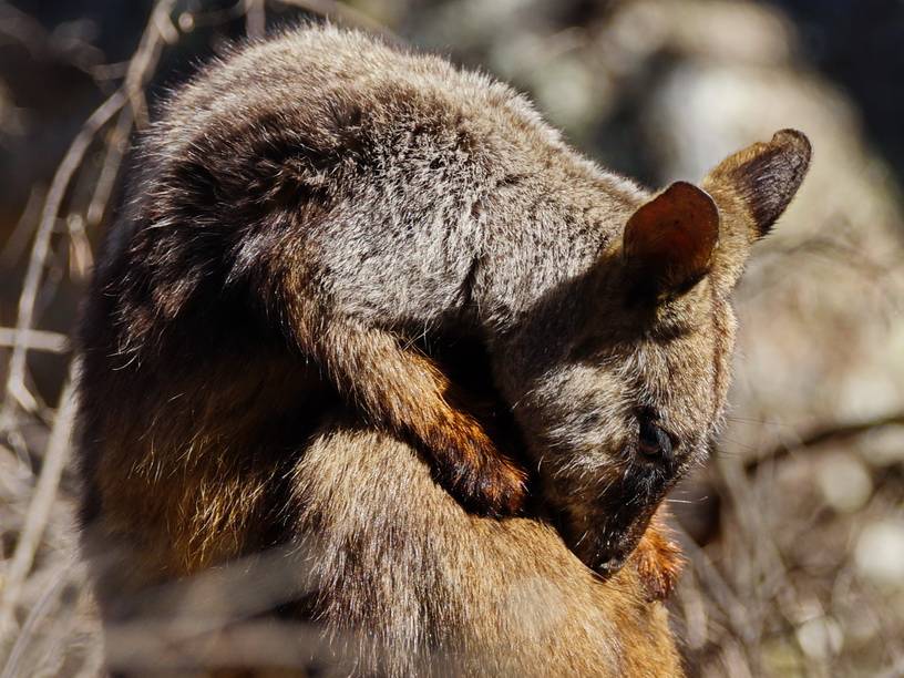 Rock_Wallaby_3er.JPG