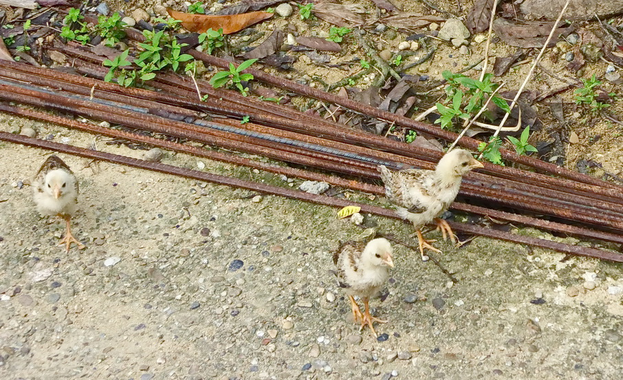 P1000946er.JPG