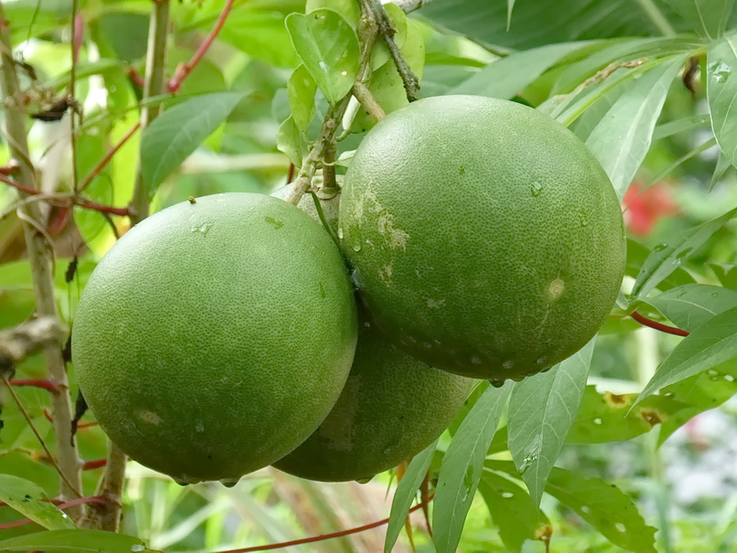 P1000954er.JPG