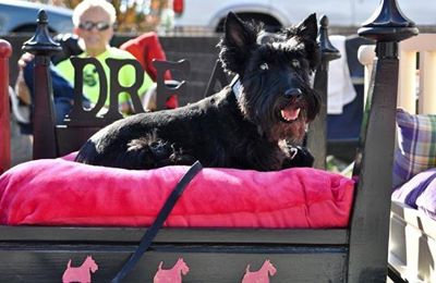 ASTRAs Tucker on STRSE bed ASTRA 1391530.jpg