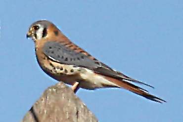American Kestrel