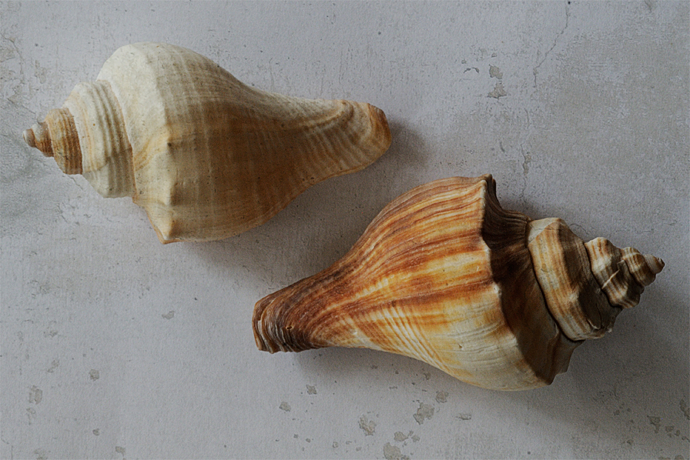 Shell from the sea / Sneglehuse fra havet