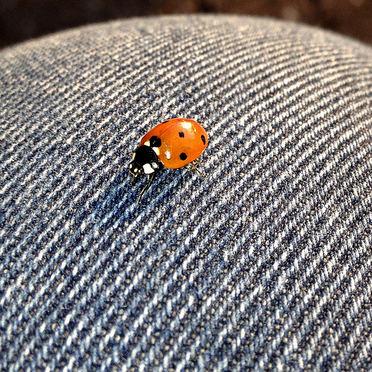 Ladybird on cotton-road / Mariehne p bomulds-vejen  