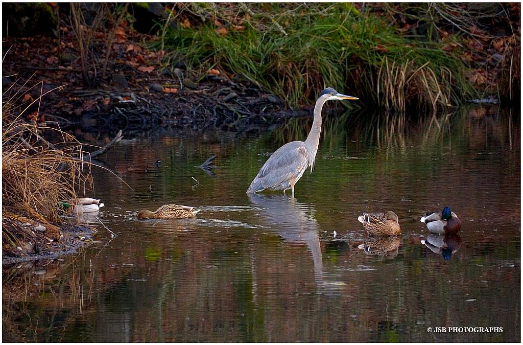 Friends at the delta ponds