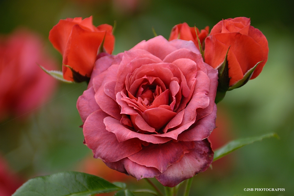 Red Roses