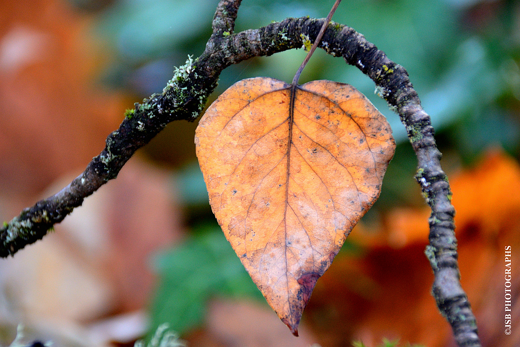 Autumn is almost over that hump