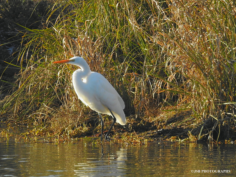 White egret