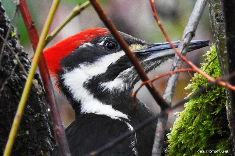  Pileated Woodpecker