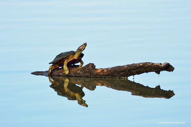 Red-eared slider turtle