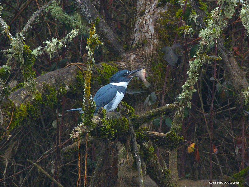 Belted Kingfisher