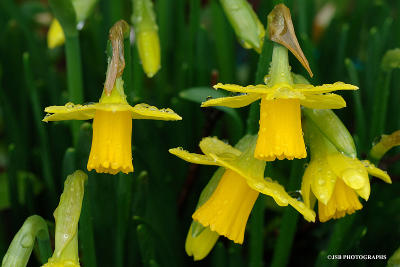 Miniature daffodils