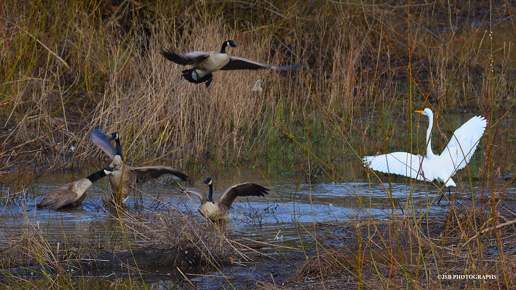 Brawling at the delta ponds