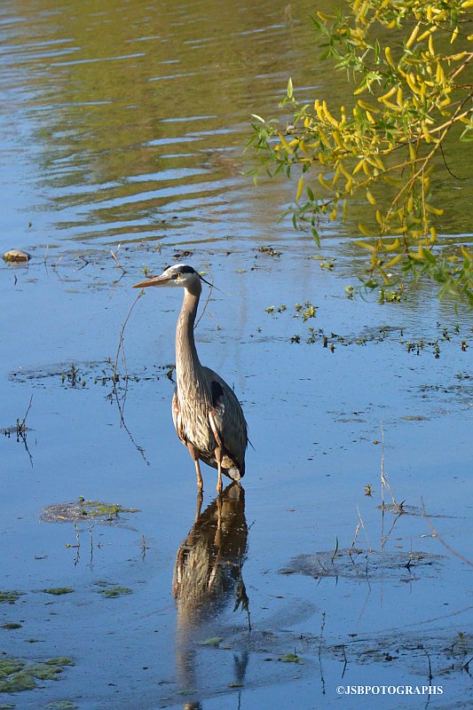 Great blue heron