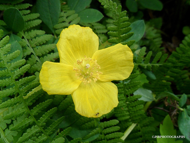 Yellow iceland poppy