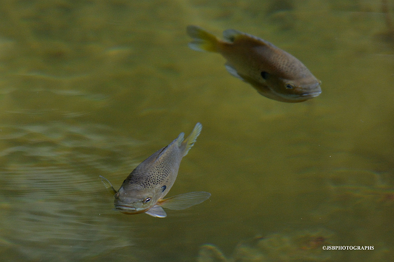 Here fishy fishy