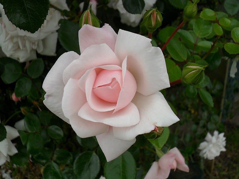 Pink rose