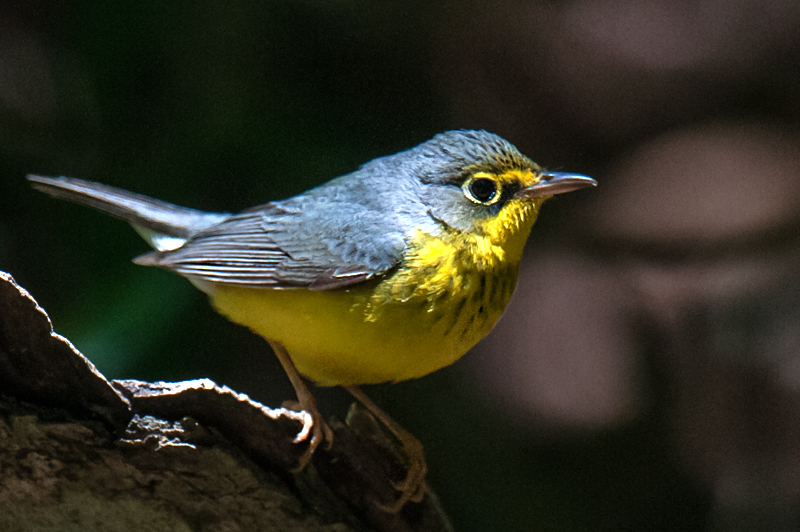 Canada Warbler