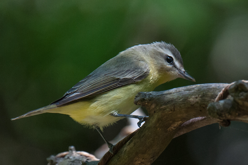 Red-eyed Vireo