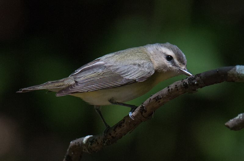 Red-eyed Vireo