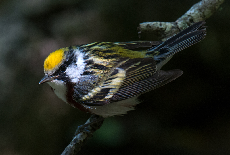Chestnut-sided Warbler