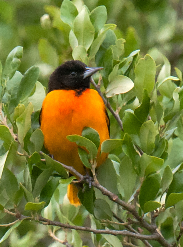 Baltimore Oriole