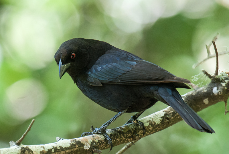 Bronzed Cowbird