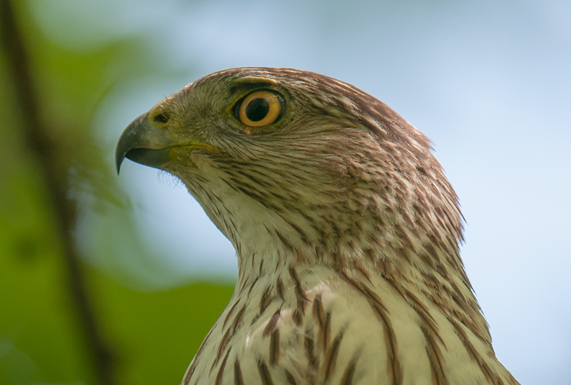 Coopers Hawk