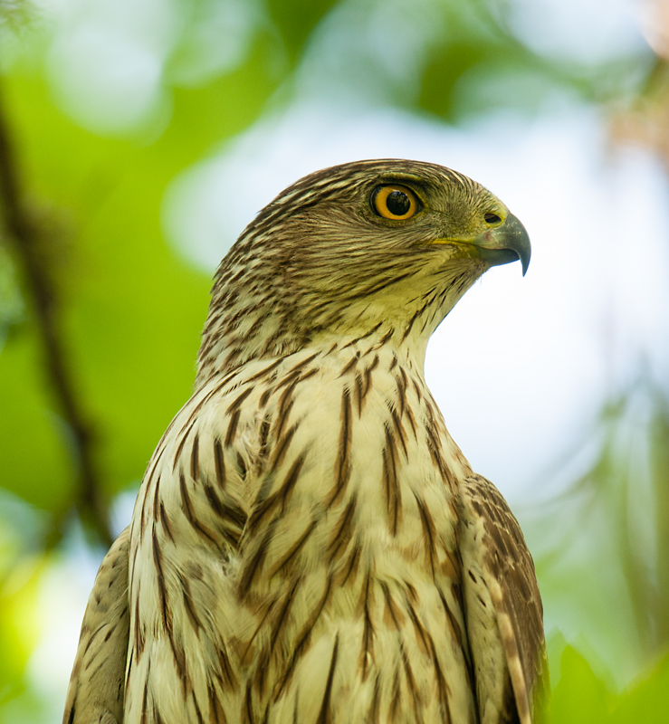 Coopers Hawk