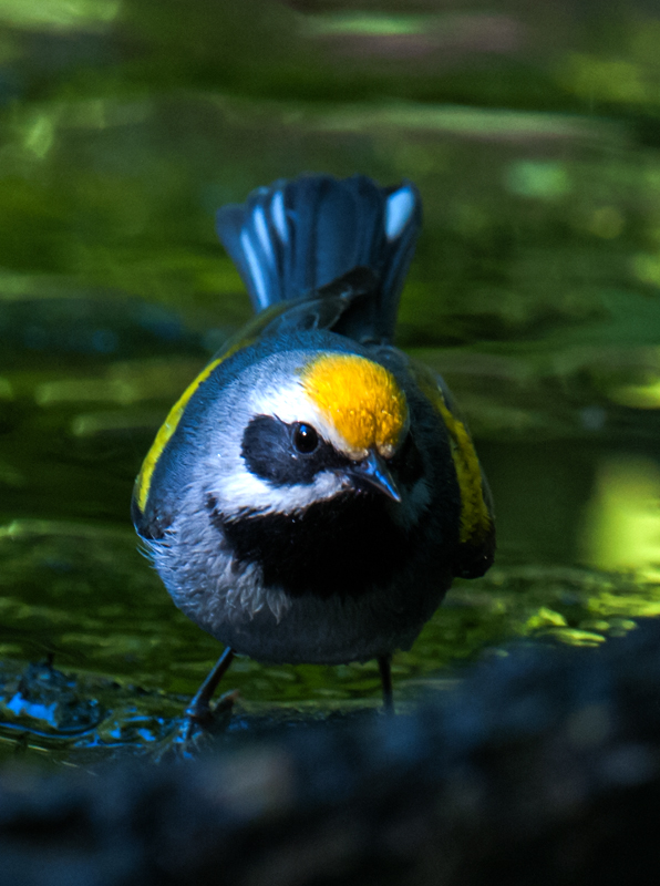 Golden-winged Warbler