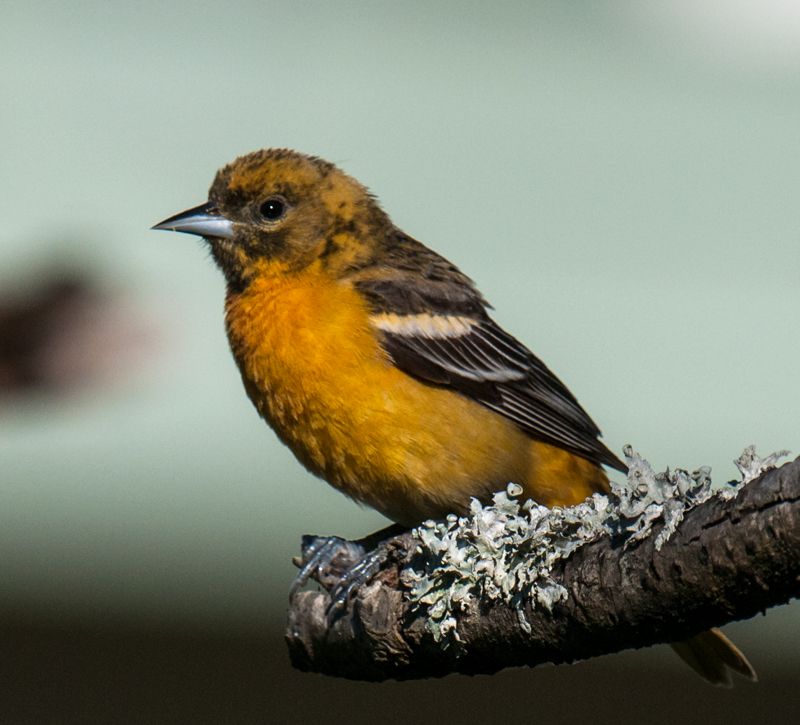 Lesser Goldfinch