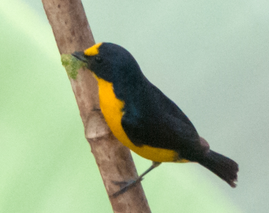 Yellow-throated Euphonia