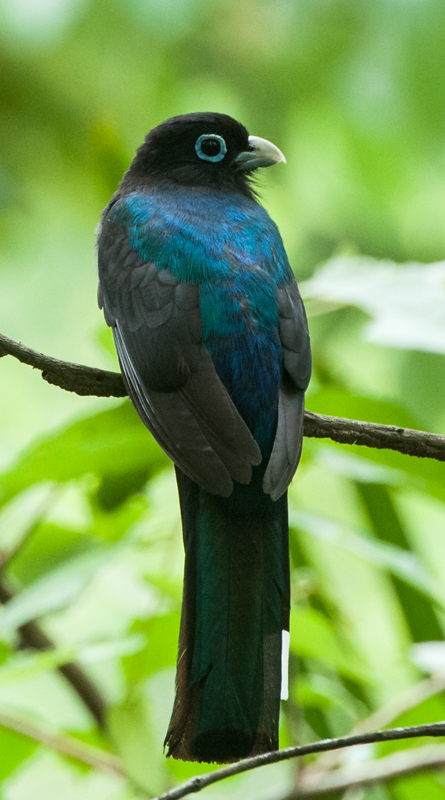 Black-headed Trogon