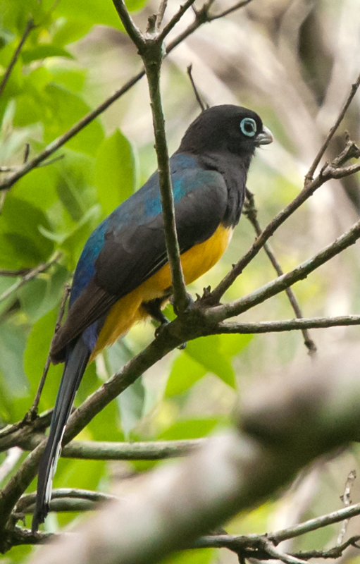 Black-headed Trogon