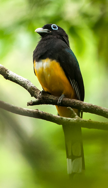 Black-headed Trogon