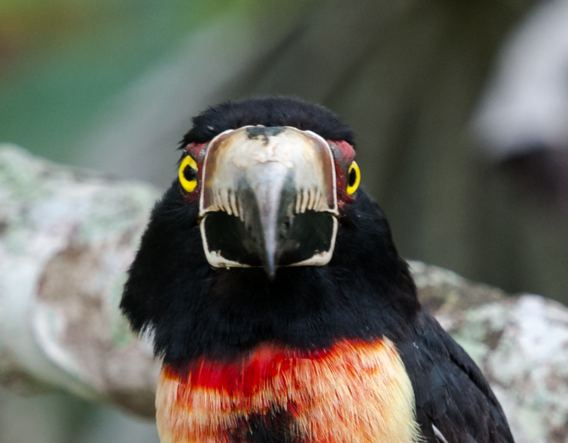 Collared Aracari